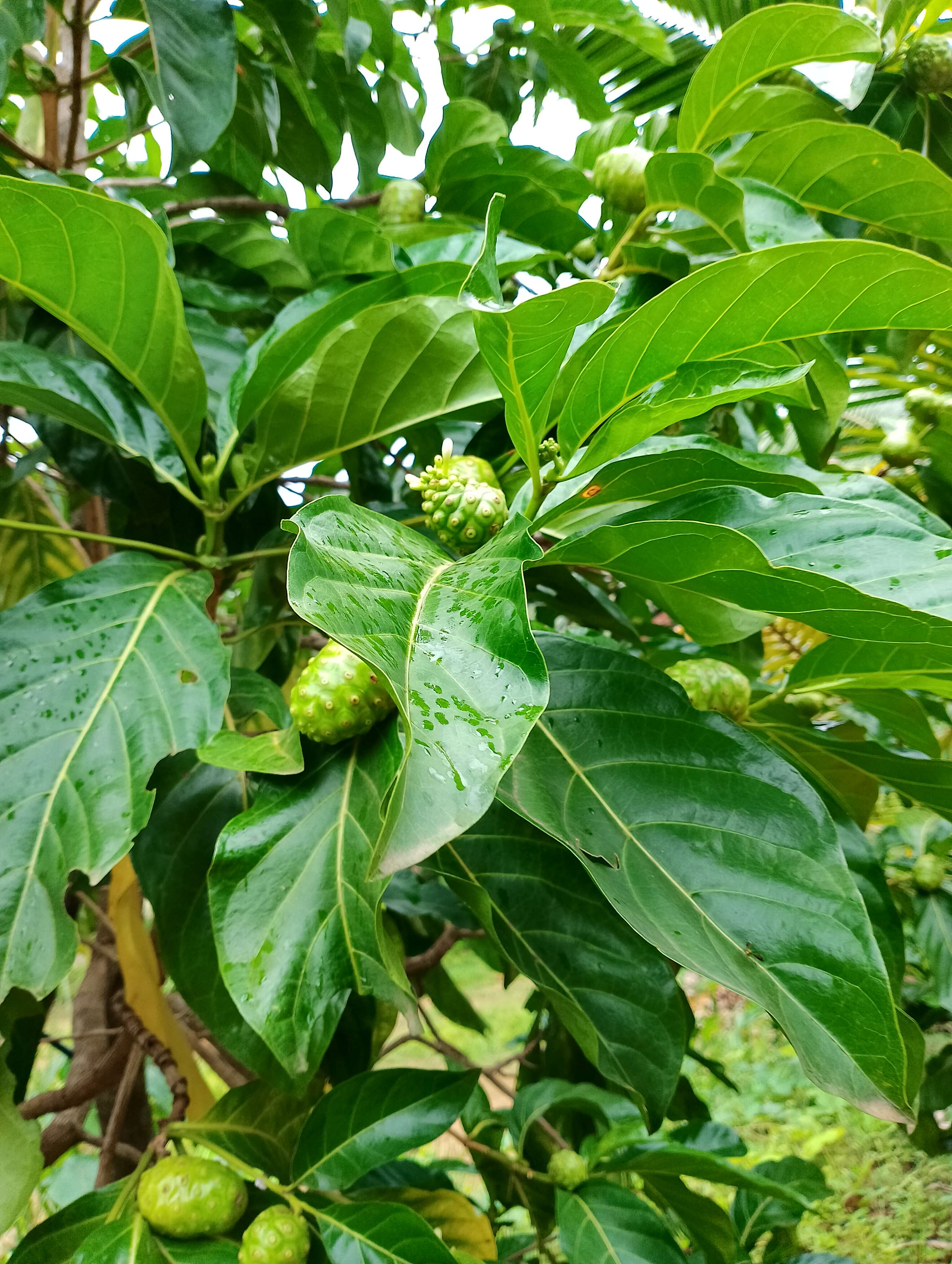 Image of Indian mulberry