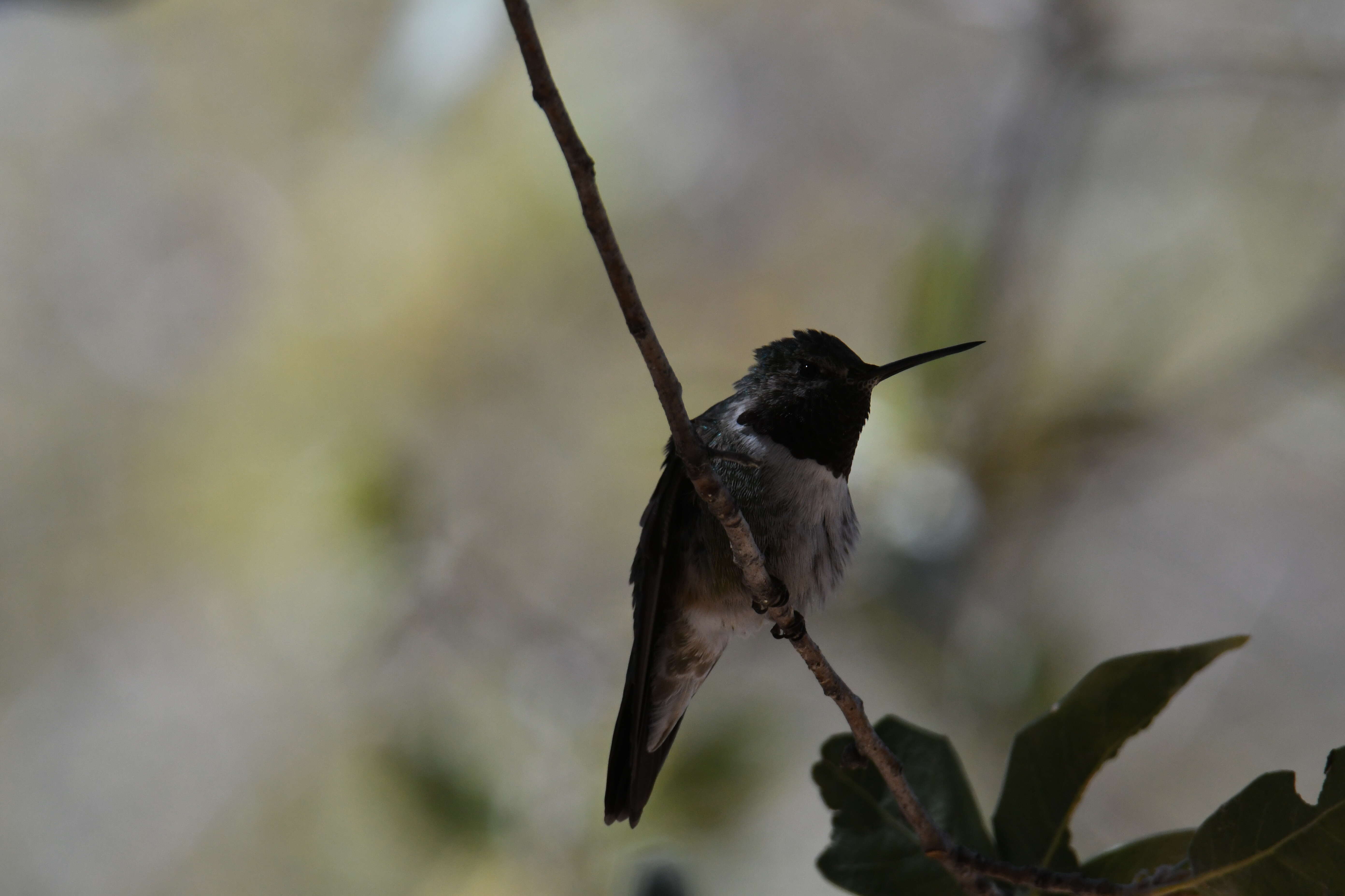 Image of Broad-tailed Hummingbird