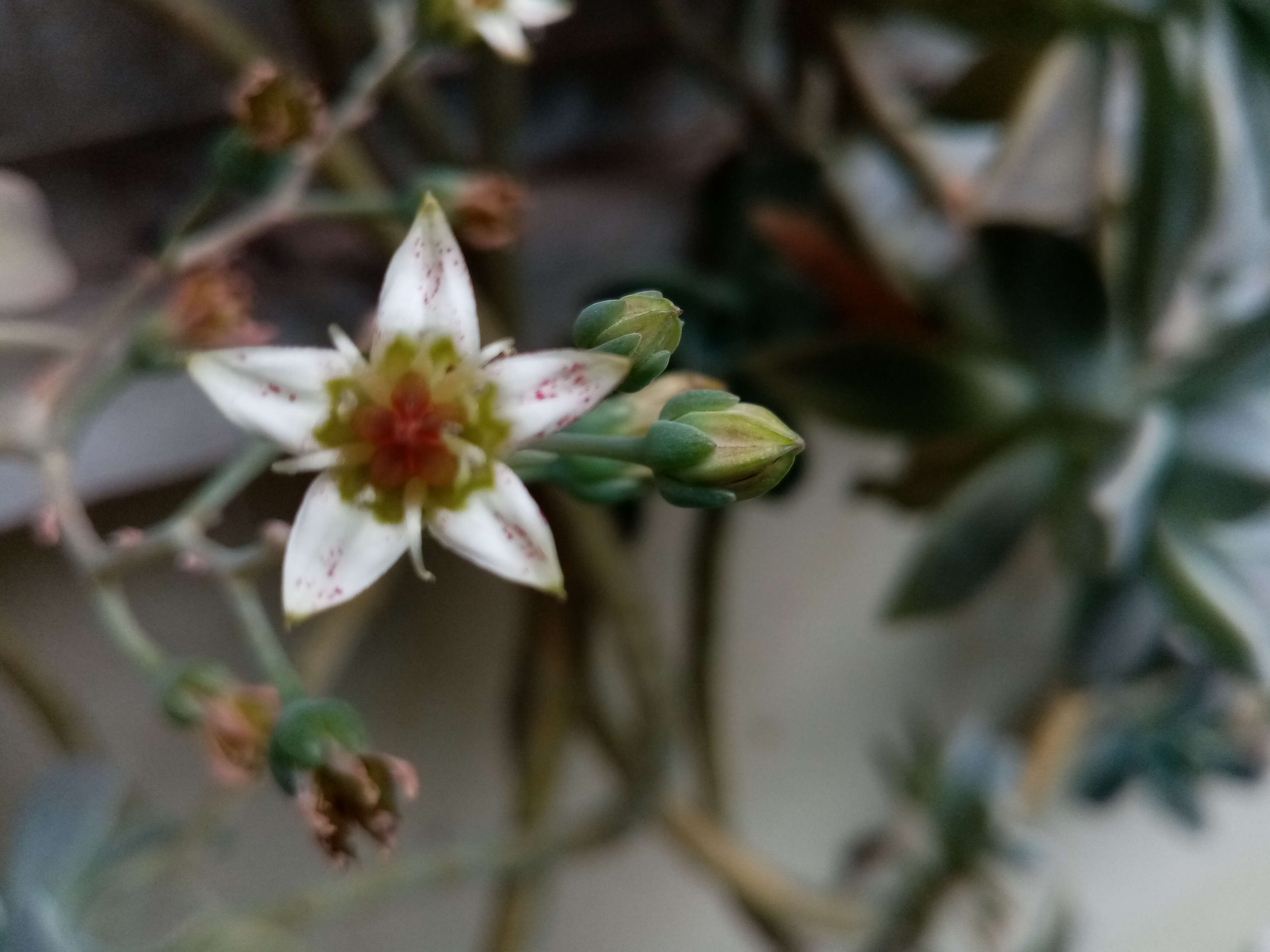 Image of Graptopetalum paraguayense (N. E. Brown) Walther