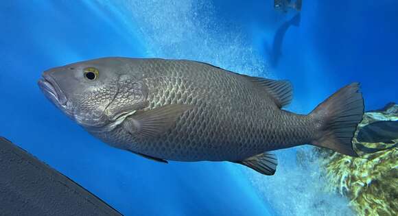 Image of Mangrove red snapper