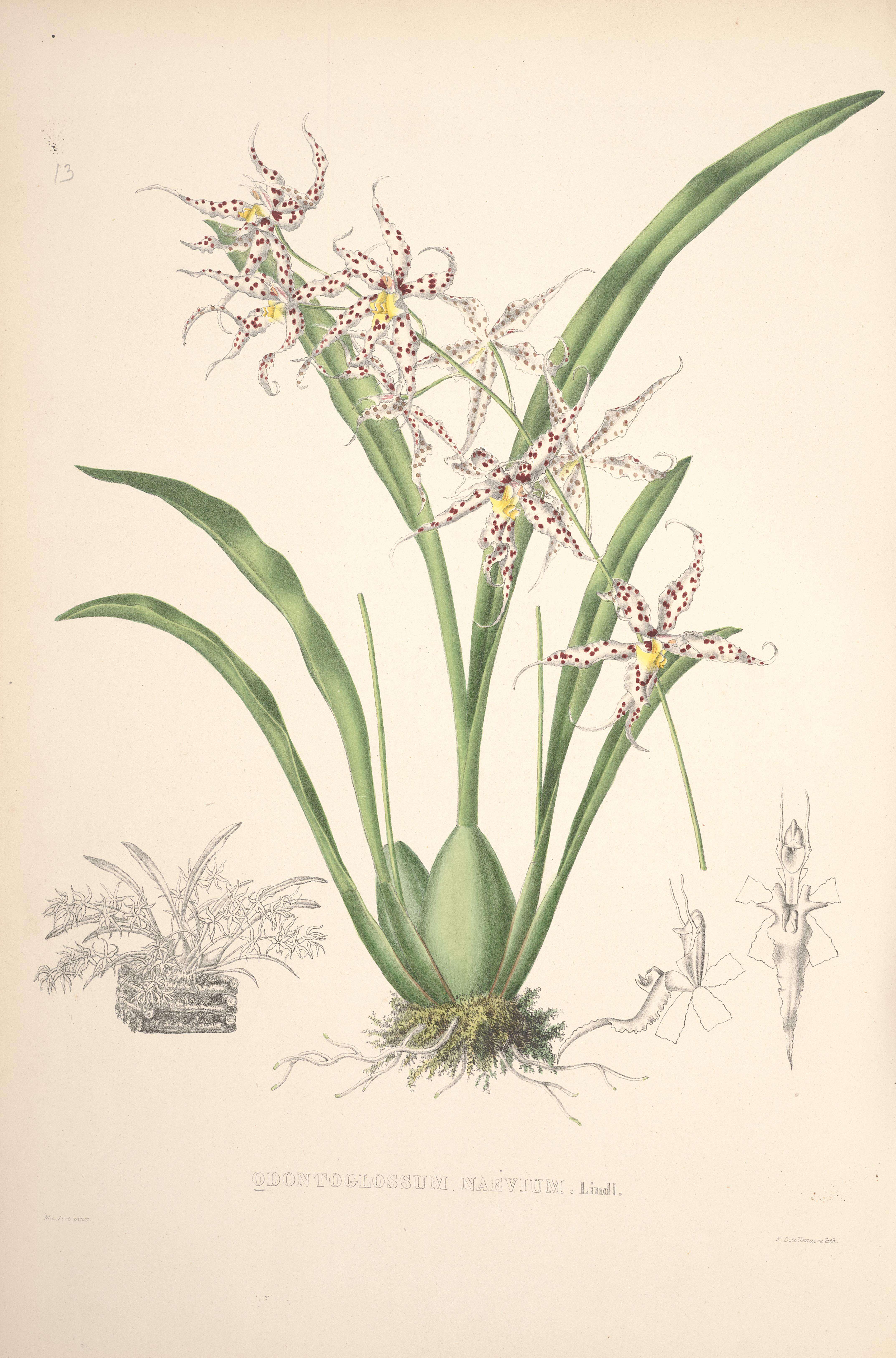 Image of Spotted Oncidium