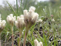 Imagem de Antennaria parvifolia Nutt.