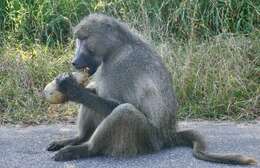 Image of Chacma Baboon