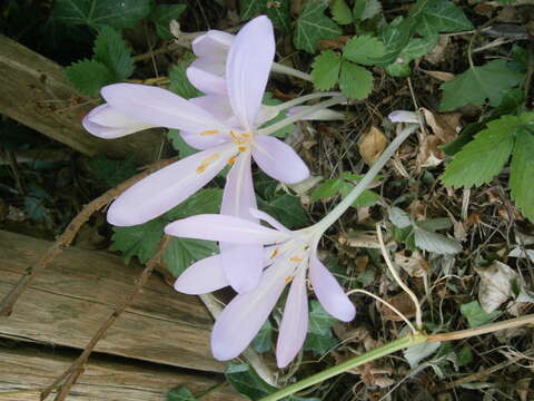 Image of Colchicum laetum Steven