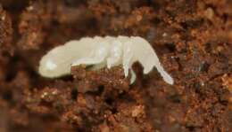 Image of blind springtails