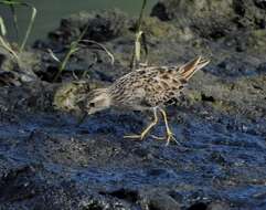 Image of Long-toed Stint