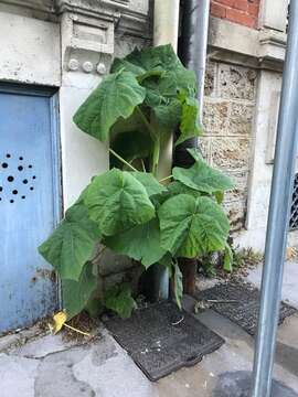 Plancia ëd Abutilon theophrasti Medik.