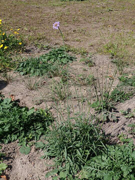 Image of dove pincushions