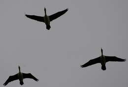 Image of Australian Pied Cormorant