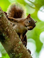 Image of Guianan Squirrel