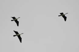 Image of Australian Pied Cormorant