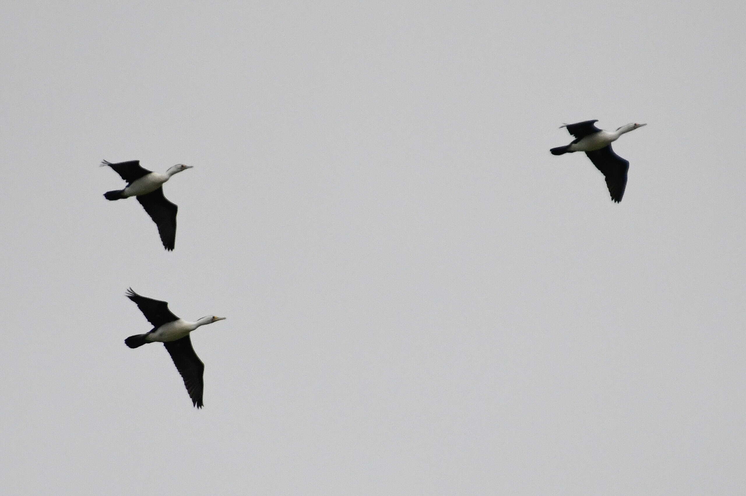 Image of Australian Pied Cormorant