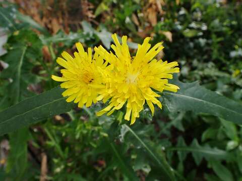 صورة Sonchus congestus Willd.