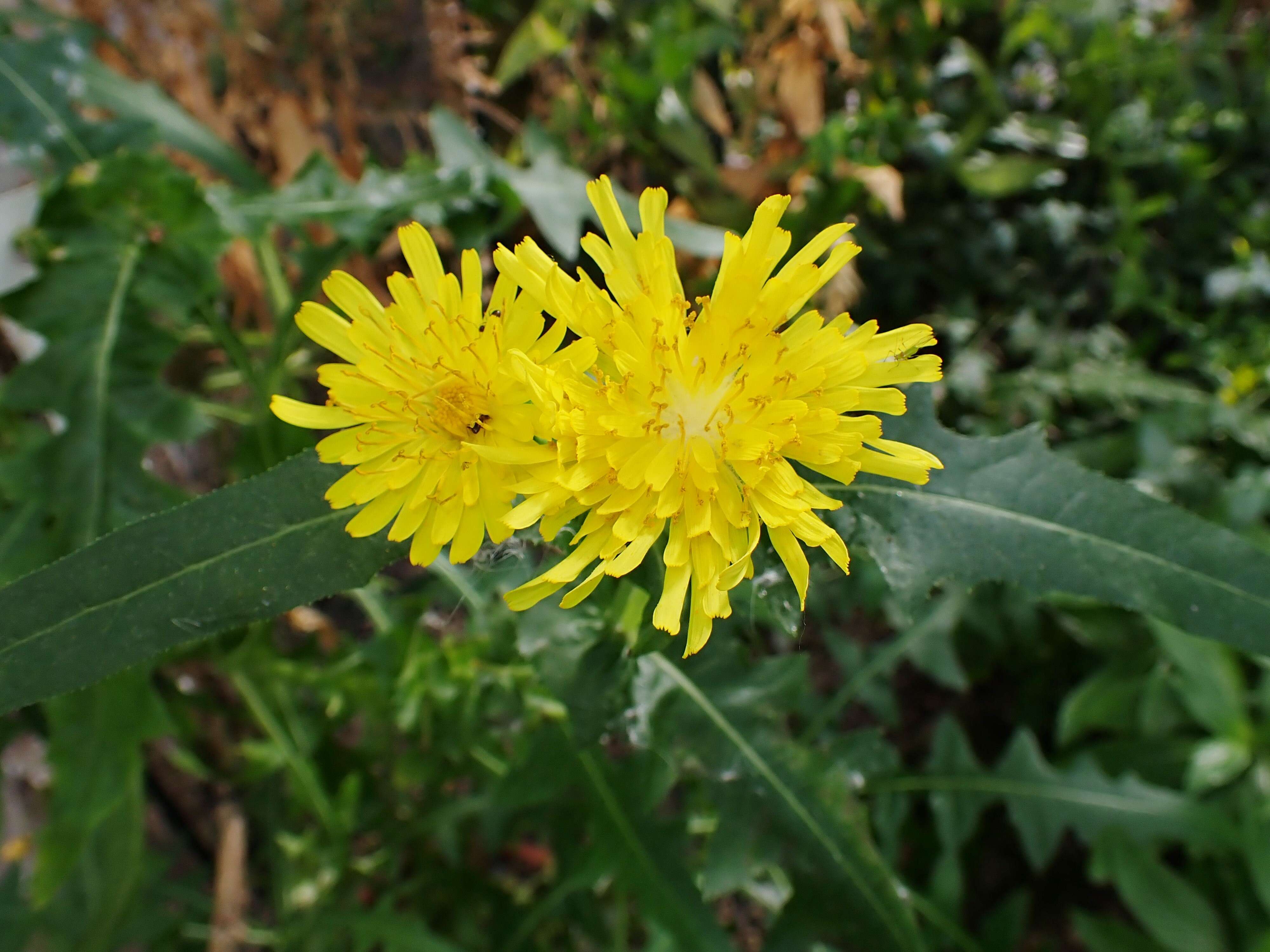 صورة Sonchus congestus Willd.