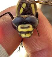 Image of Pacific Spiketail