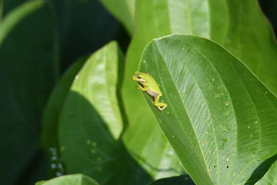 Image of American Green Treefrog