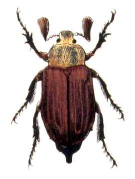 Image of chestnut cockchafer