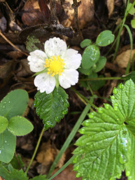 Image of <i>Fragaria vesca</i>