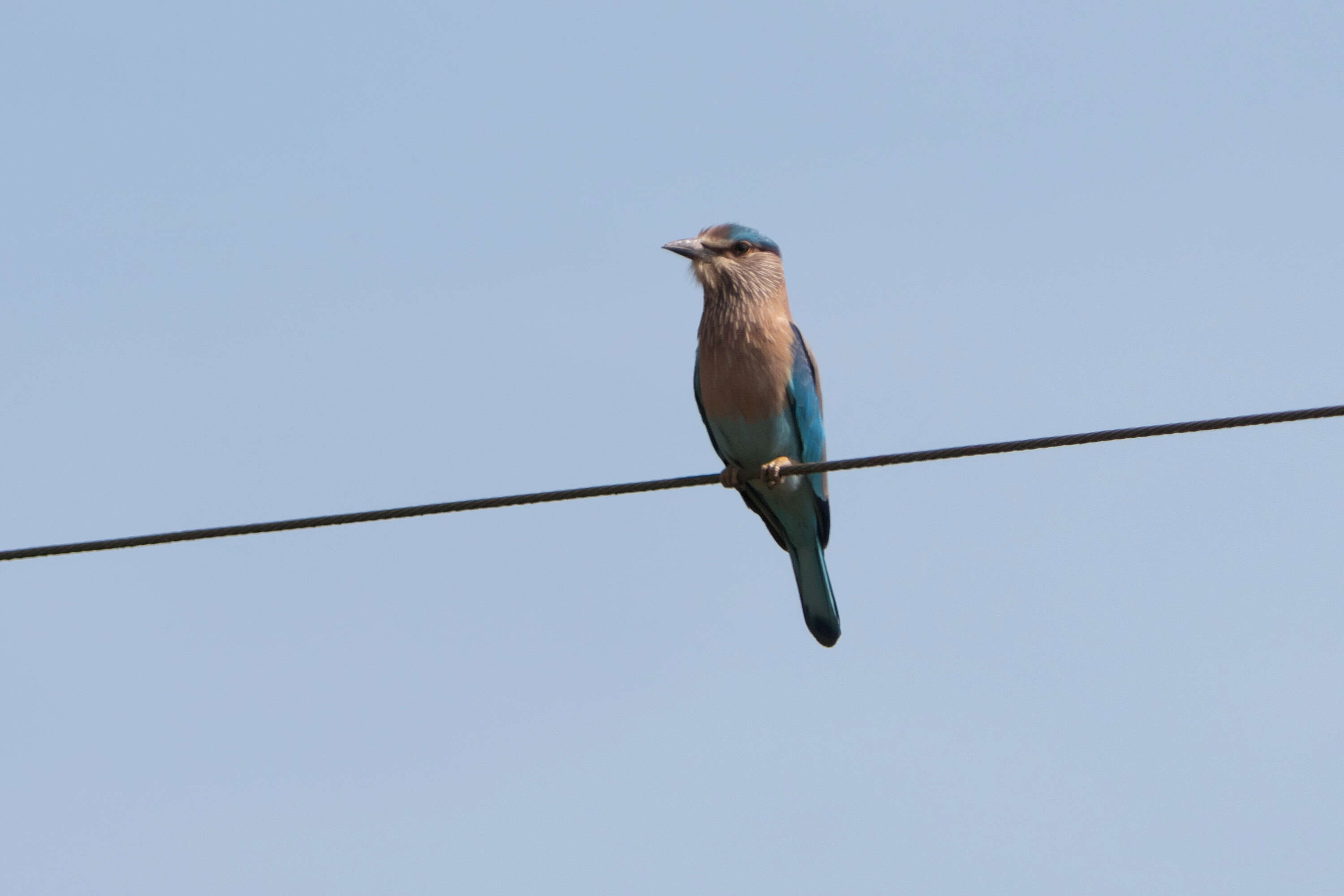 Image of Indian Roller