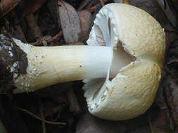 Imagem de Agaricus sylvicola