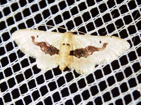 Image of <i>Idaea triangulata</i> Warren 1906