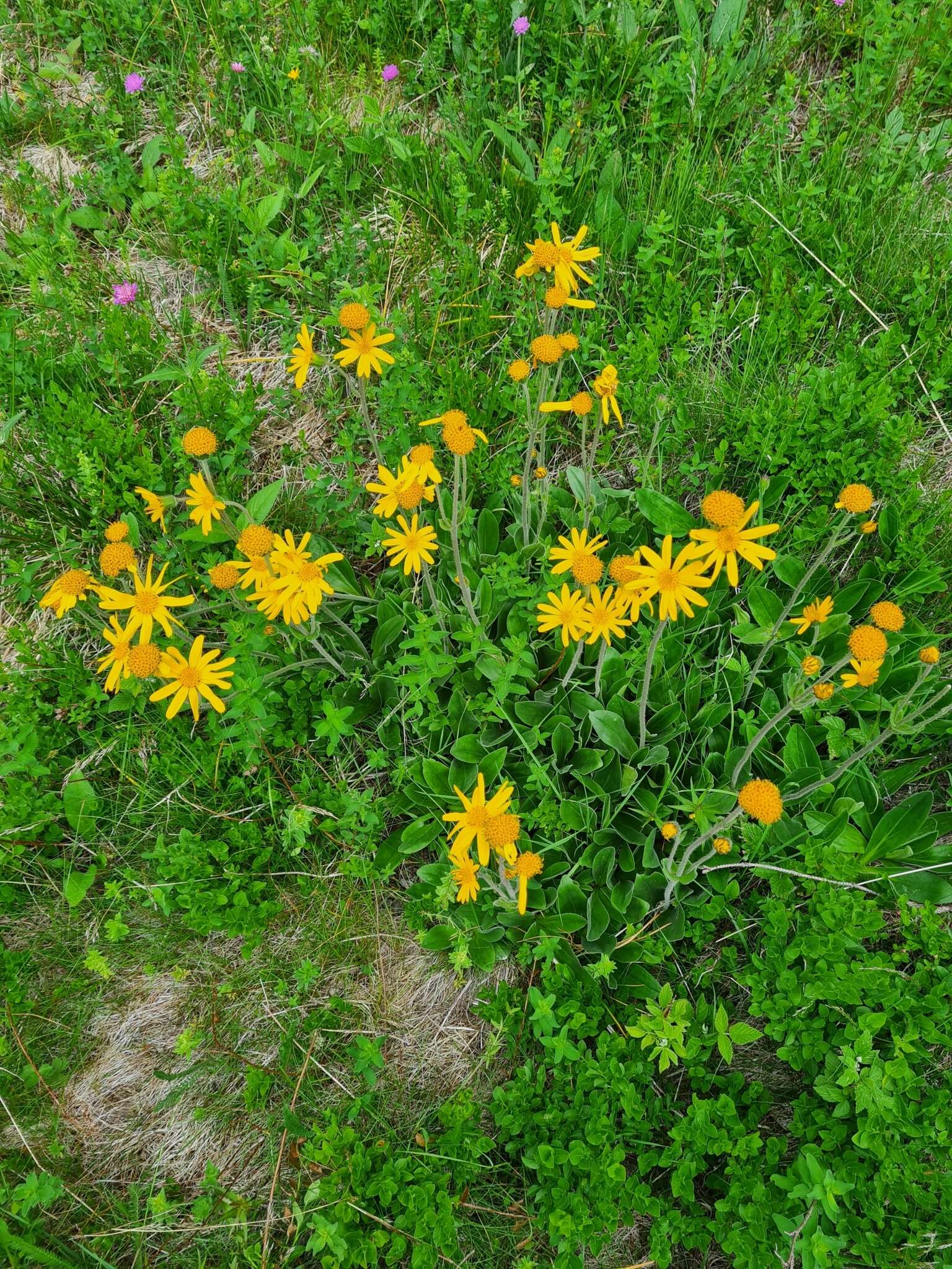 Image of mountain arnica