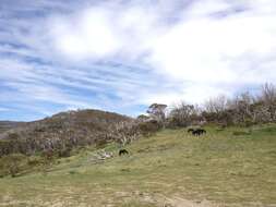 Image of snow gum