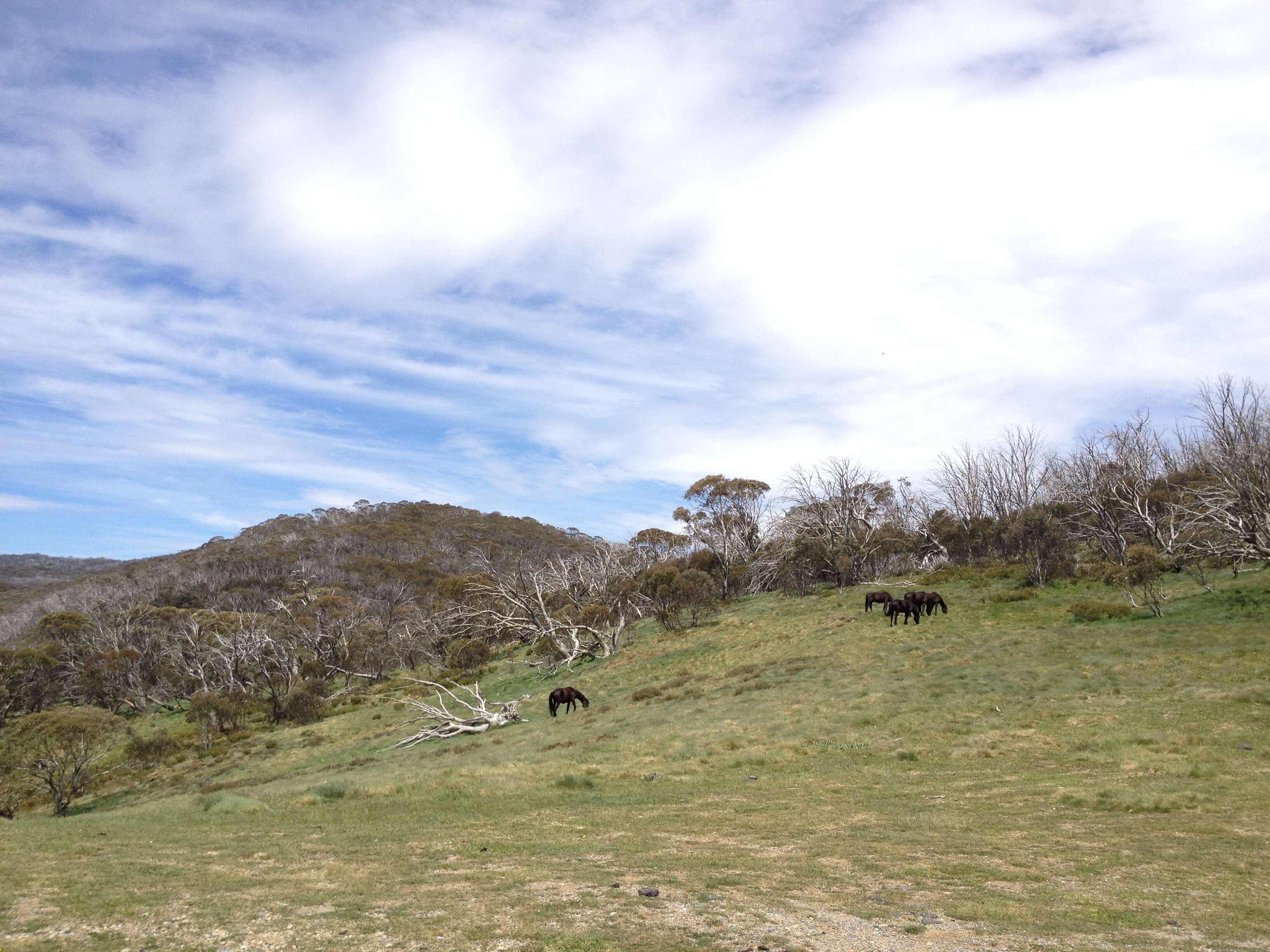 Image of snow gum