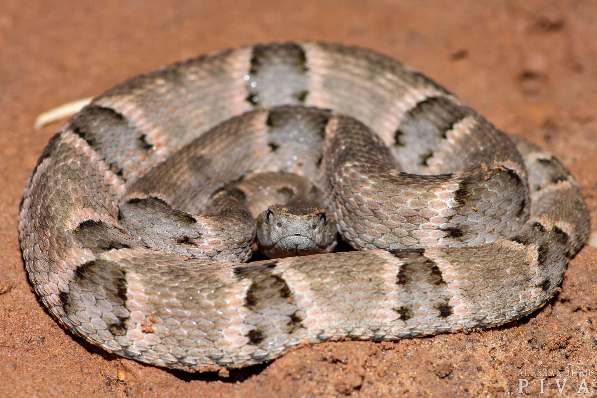 Image of Brazilian Lancehead