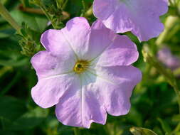 صورة Petunia axillaris (Lam.) Britton