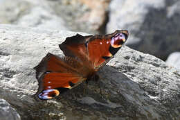 Image of Aglais io