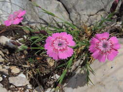 Image de Dianthus callizonus Schott & Kotschy