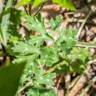 Ranunculus bulbosus L.的圖片