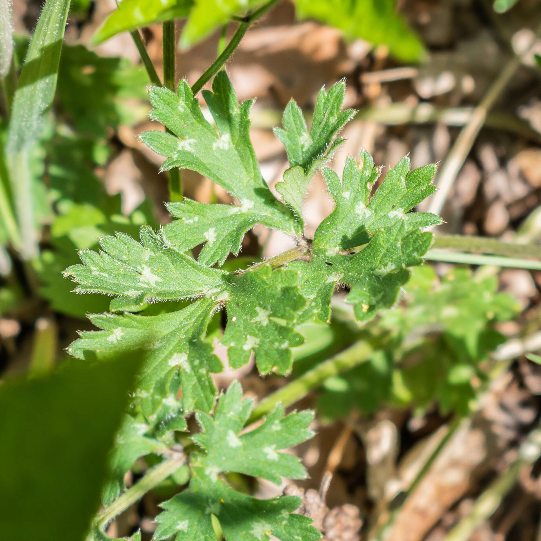 Ranunculus bulbosus L.的圖片