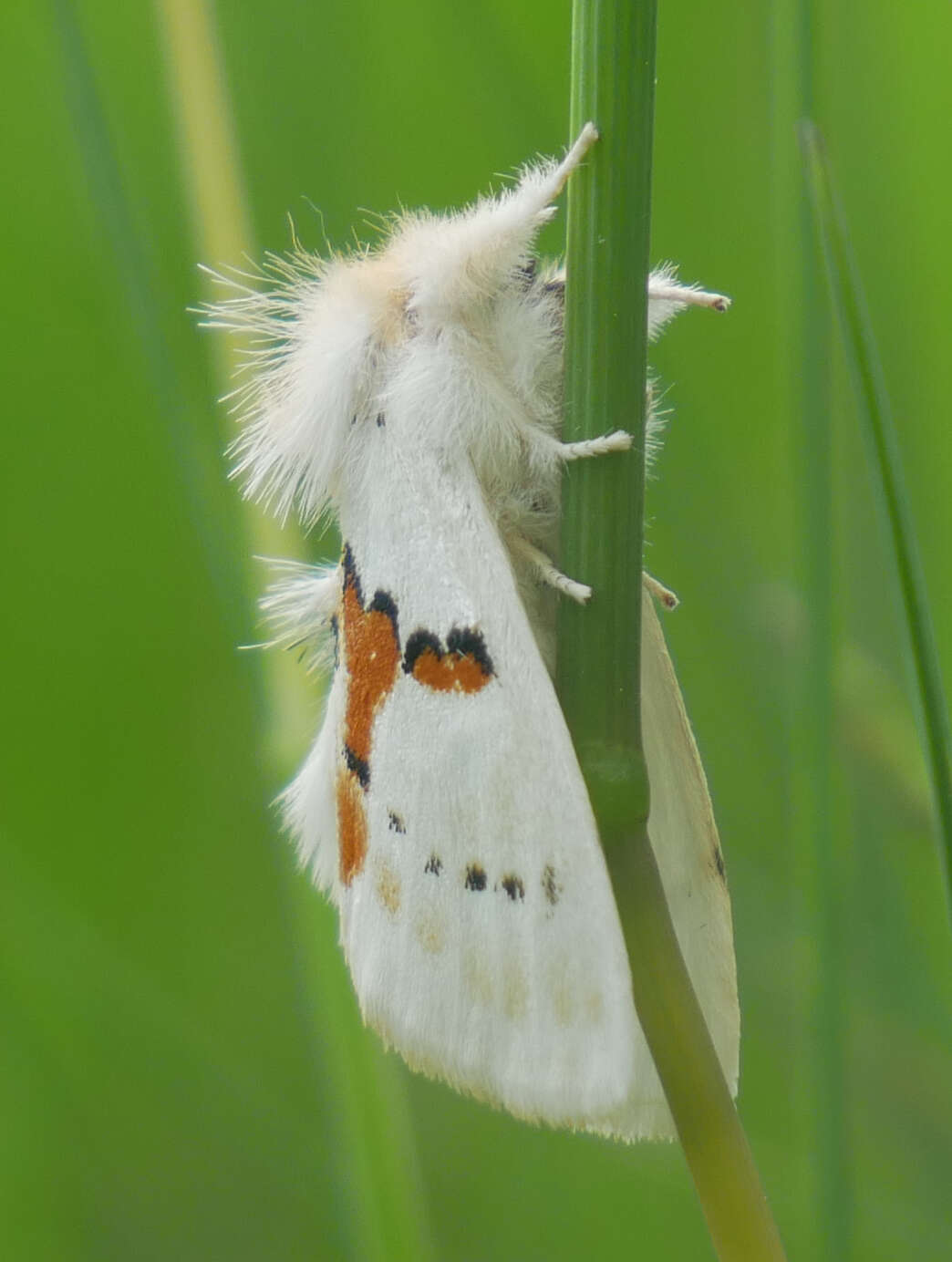 Imagem de Leucodonta