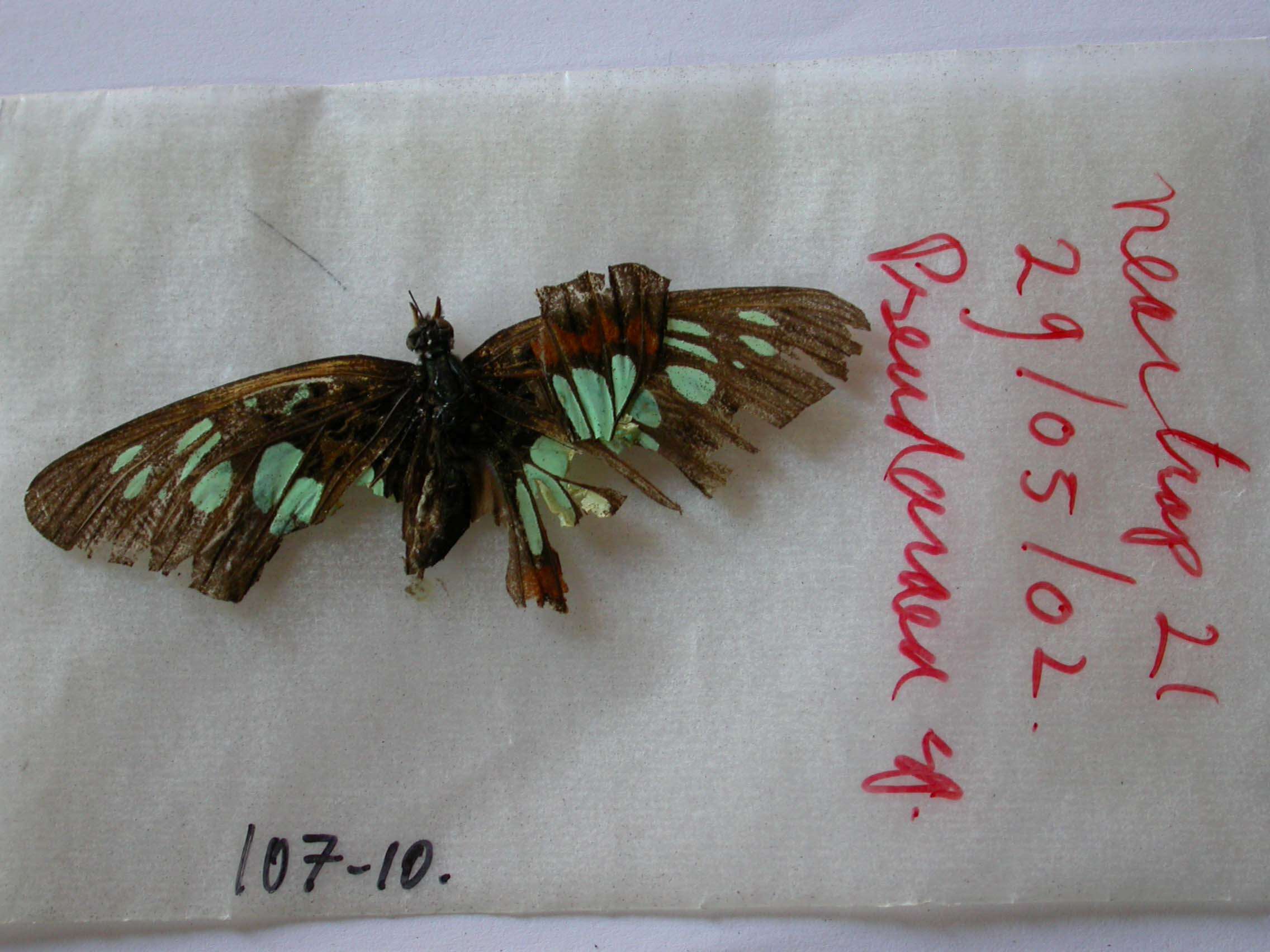 Image of Pseudacraea