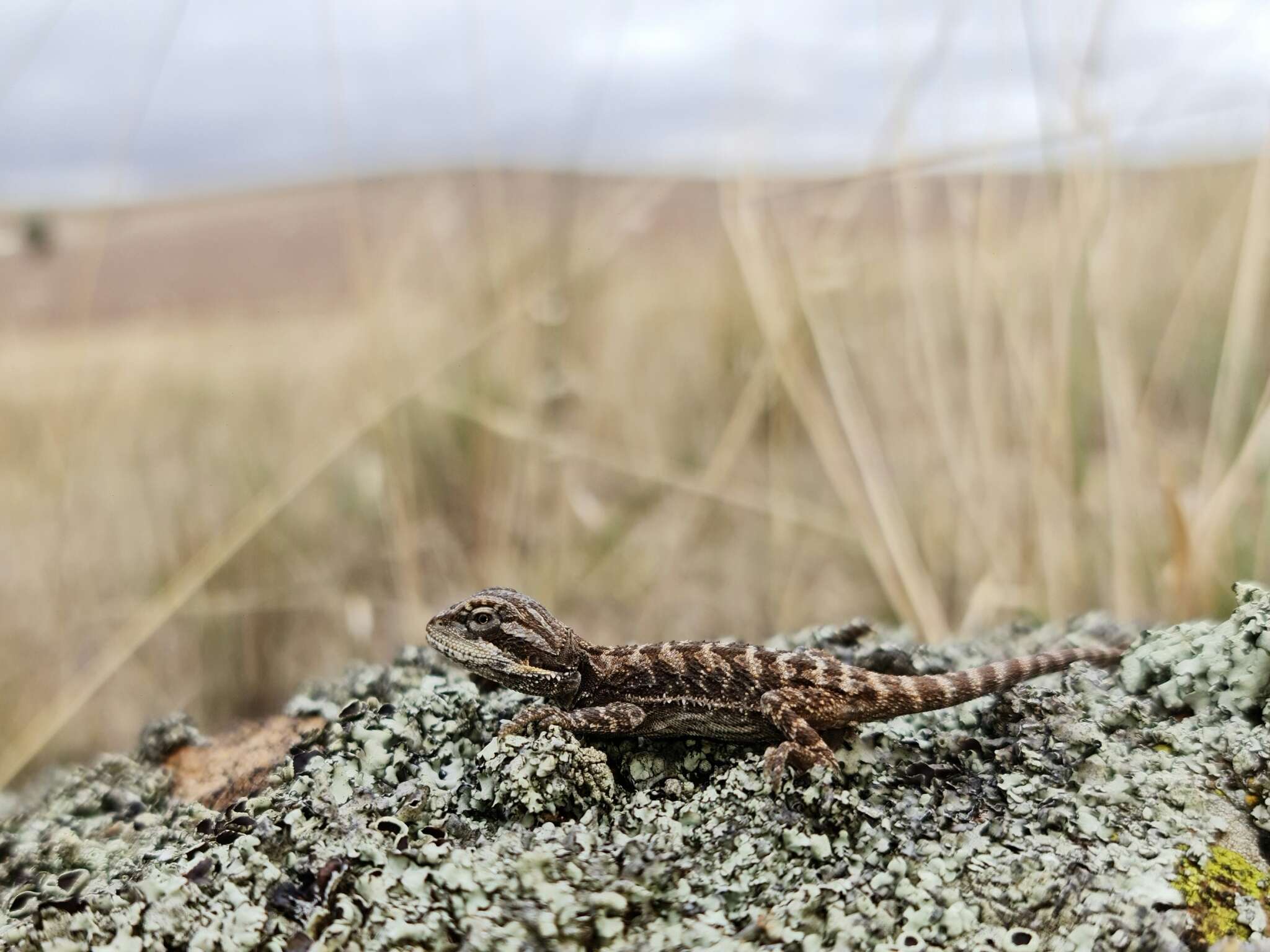 Image of Central bearded dragon