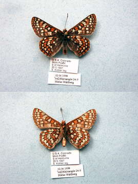 Image of Euphydryas editha