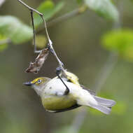 Слика од Vireo griseus (Boddaert 1783)