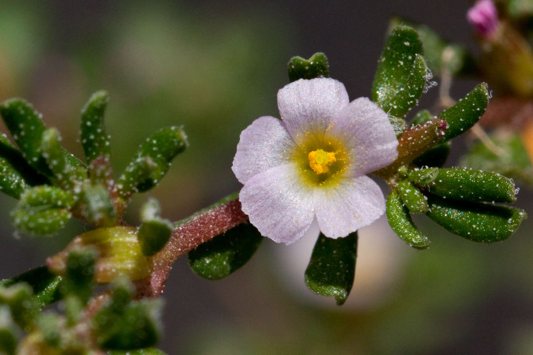 Image de Frankenia pulverulenta L.