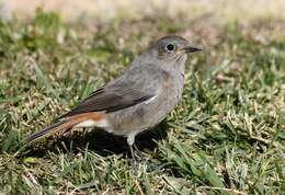 Image of Black Redstart