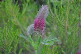 Image of Red Trefoil