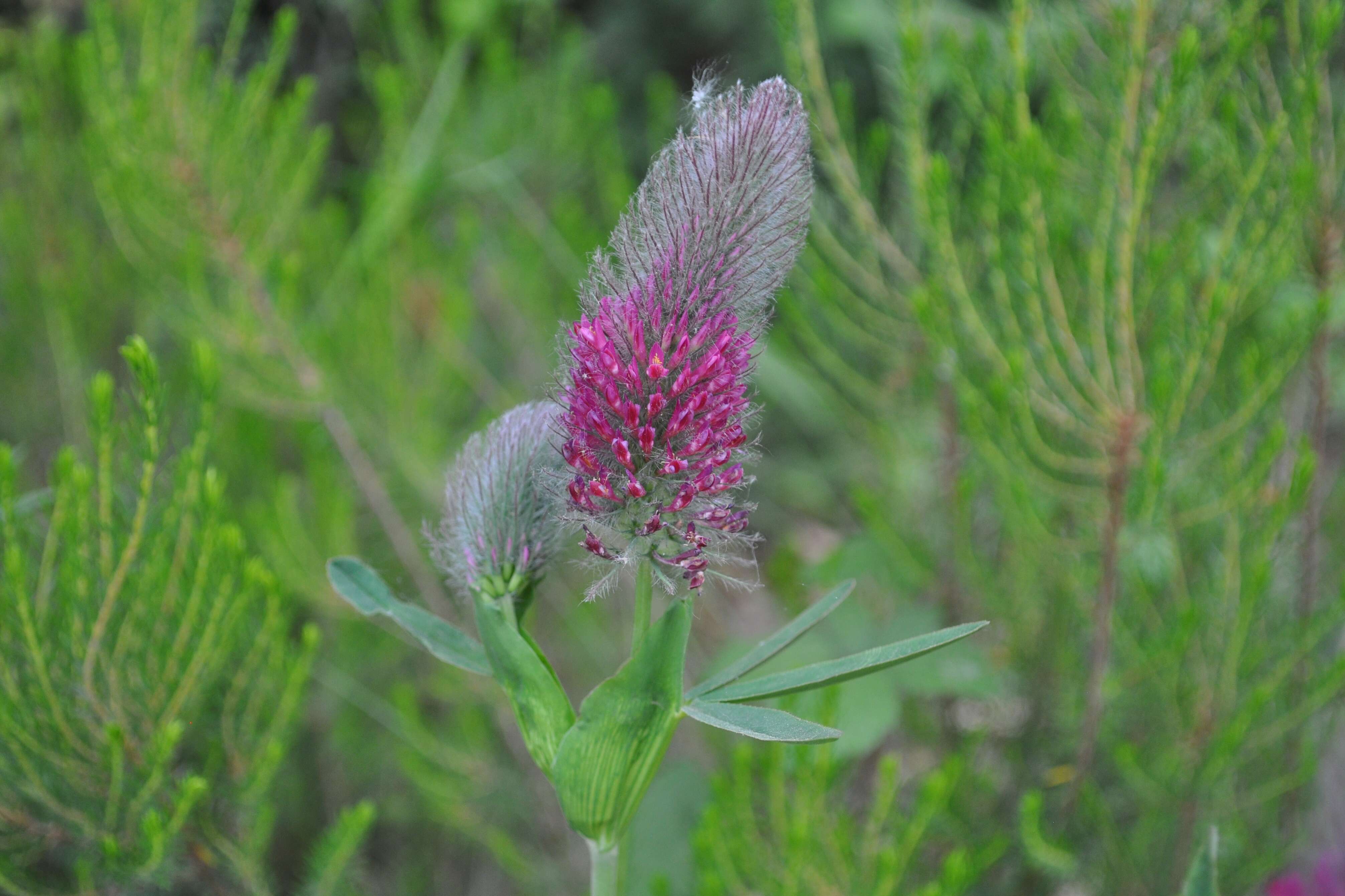 Image of Red Trefoil