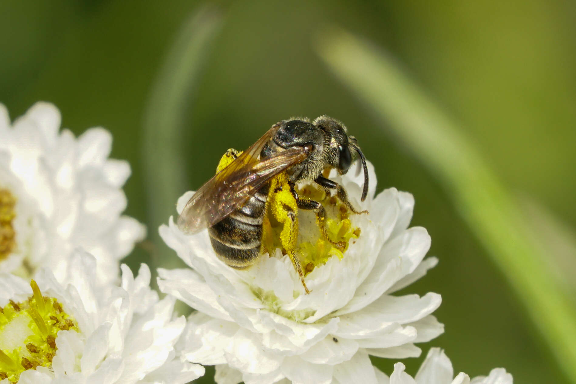 Image of Halictus confusus Smith 1853