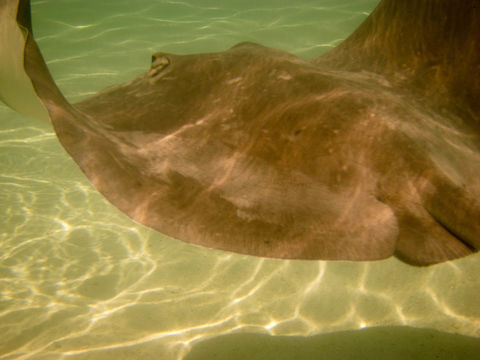 Image of <i>Himantura fai</i>