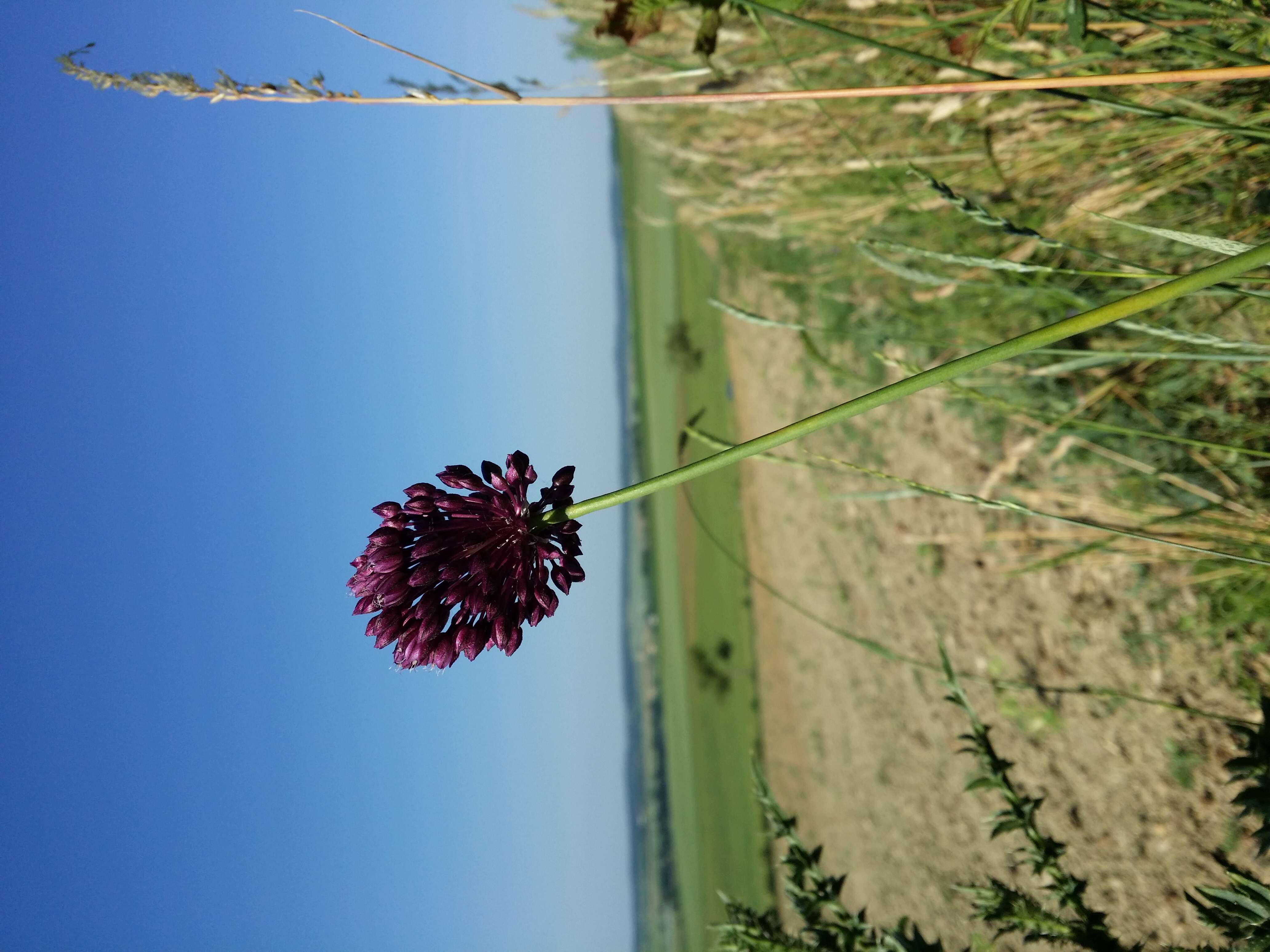 Image of sand leek