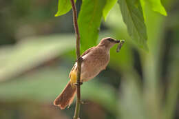 Image of Yellow-vented Bulbul