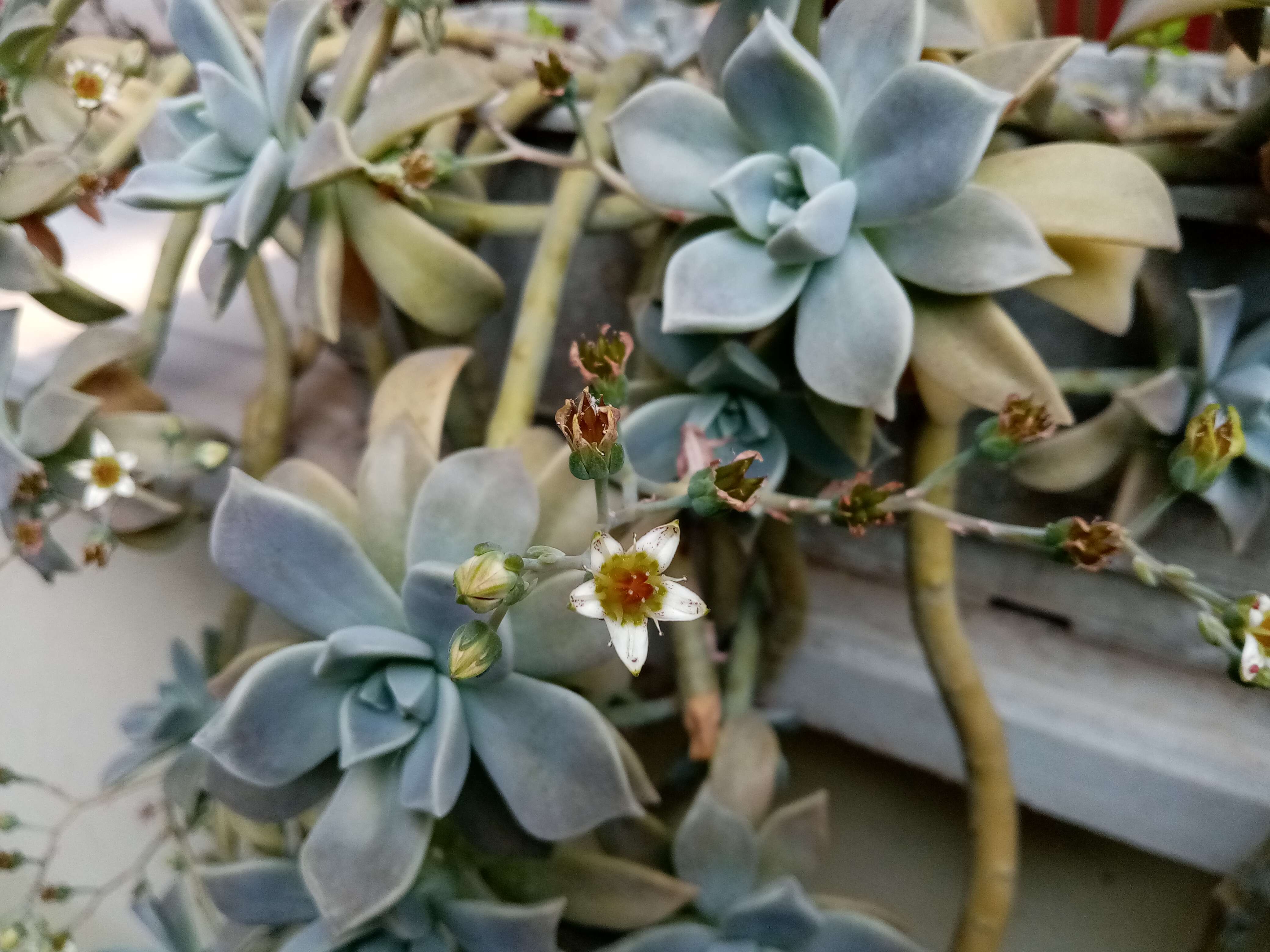 Image of Graptopetalum paraguayense (N. E. Brown) Walther