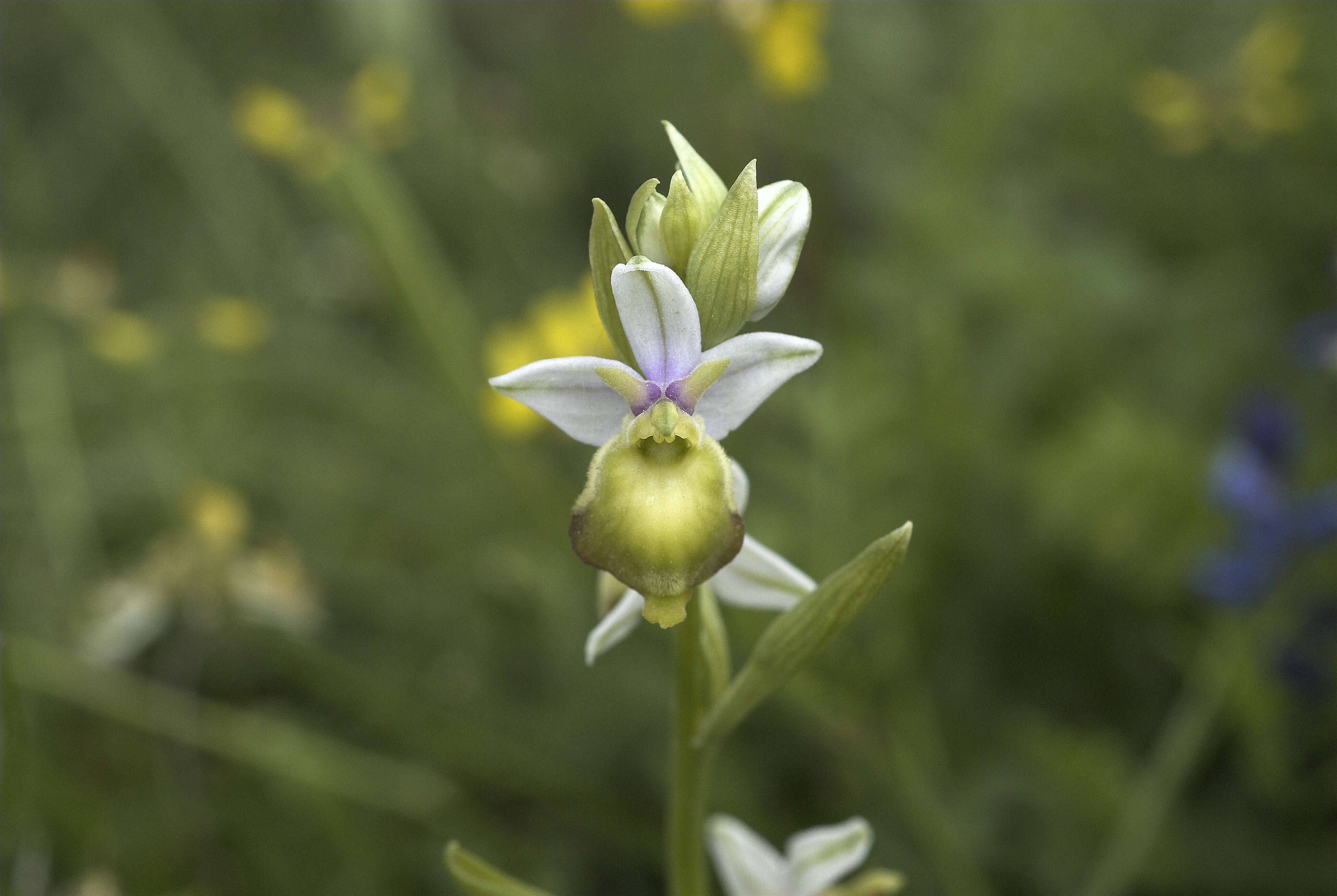 Image of Ophrys holosericea