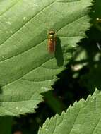 Sivun Chloromyia formosa (Scopoli 1763) kuva